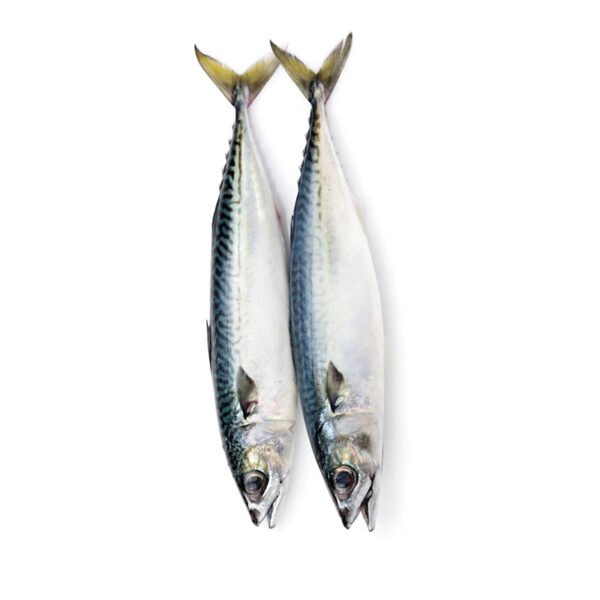 3 Mackerel