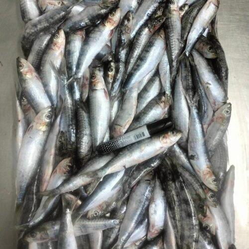 Poisson ANIMALE (Bait)