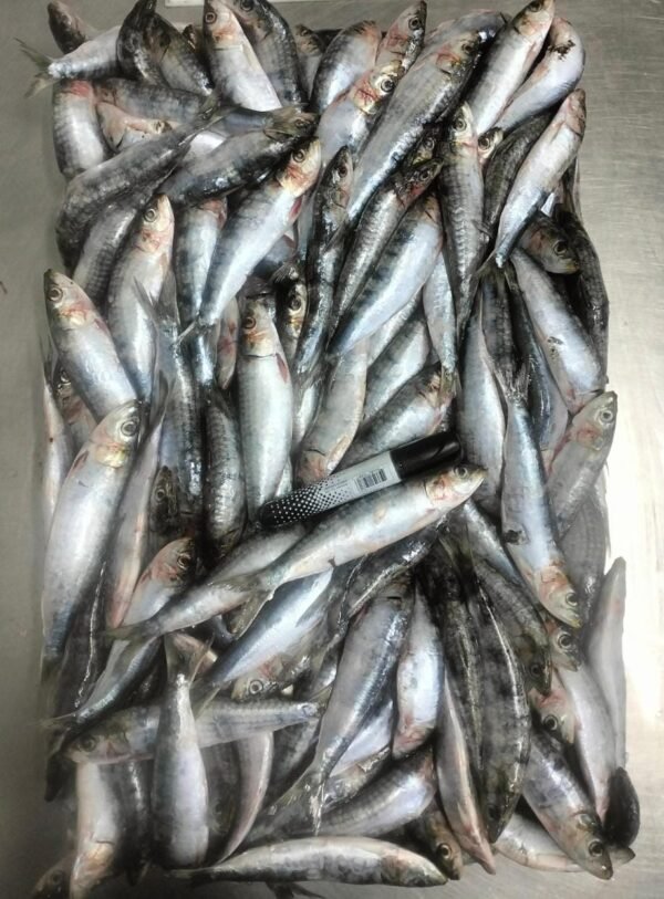 WhatsApp Image 2025-11-02 at 16.20.42 Poisson ANIMALE (Bait)