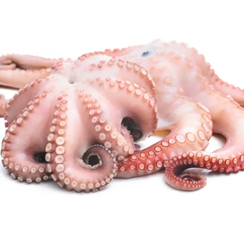 fresh-octopus-isolated-on-white-background_177566225-1600x1067-1 Octopus