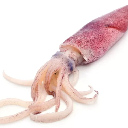 fresh-squid-isolated-on-white-background_158363360-1600x1432-1-e1725564398472 Squid