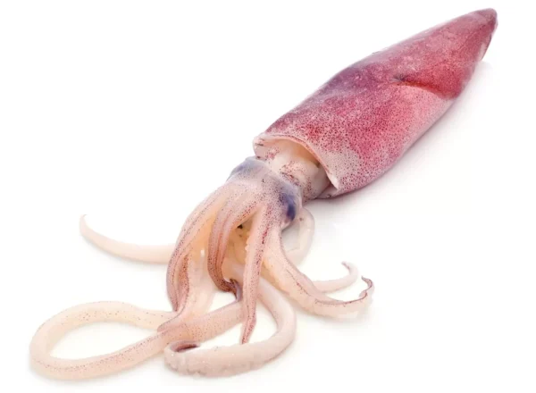 fresh-squid-isolated-on-white-background_158363360-1600x1432-1-e1725564398472 Squid