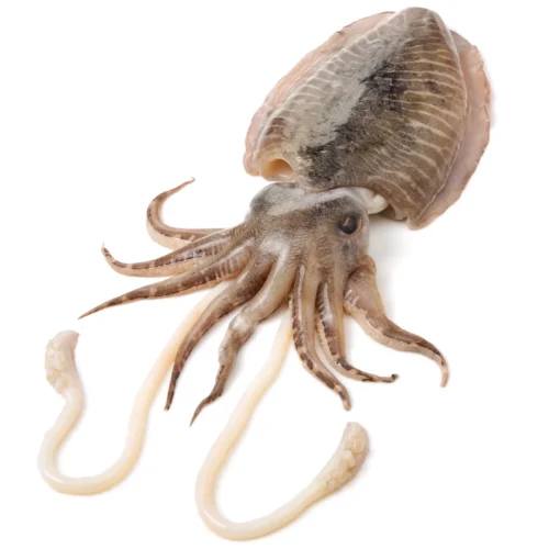 raw-cuttlefish-on-white-background_413612818-scaled-e1725564346651 Cuttlefish