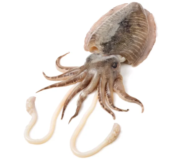 raw-cuttlefish-on-white-background_413612818-scaled-e1725564346651 Cuttlefish