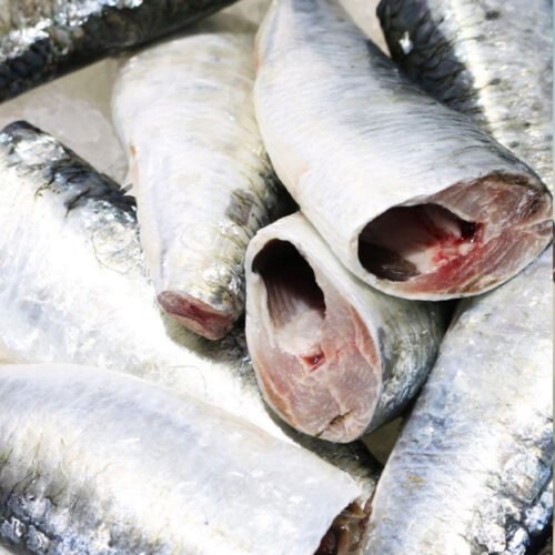 Sardine EEE (HGT)