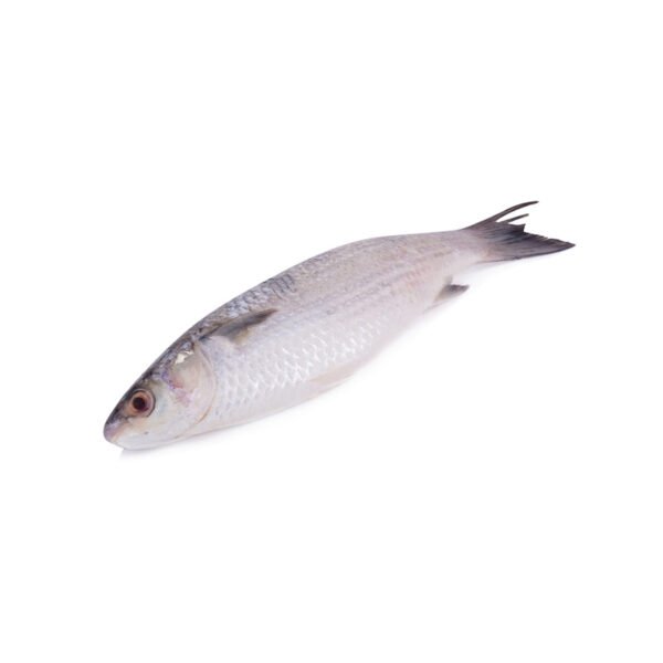 Mullet